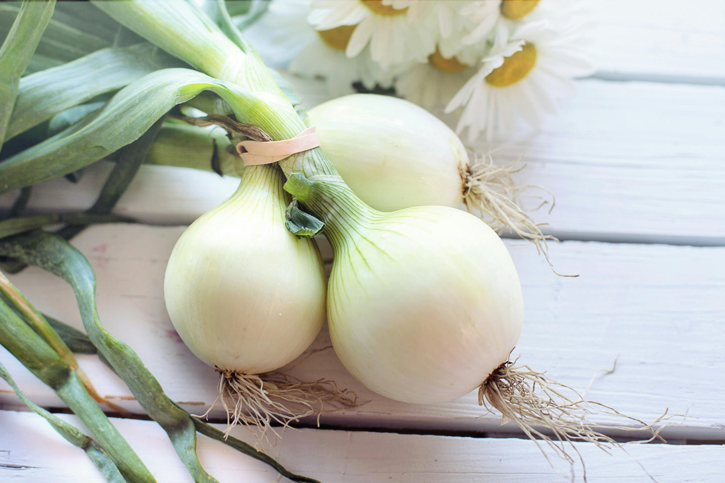 Cebolla Molida/Onion Powder